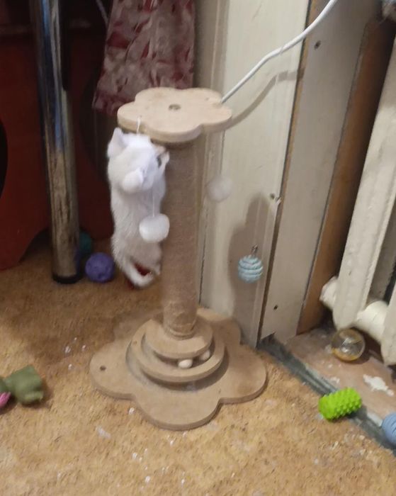 Шотландский котенок