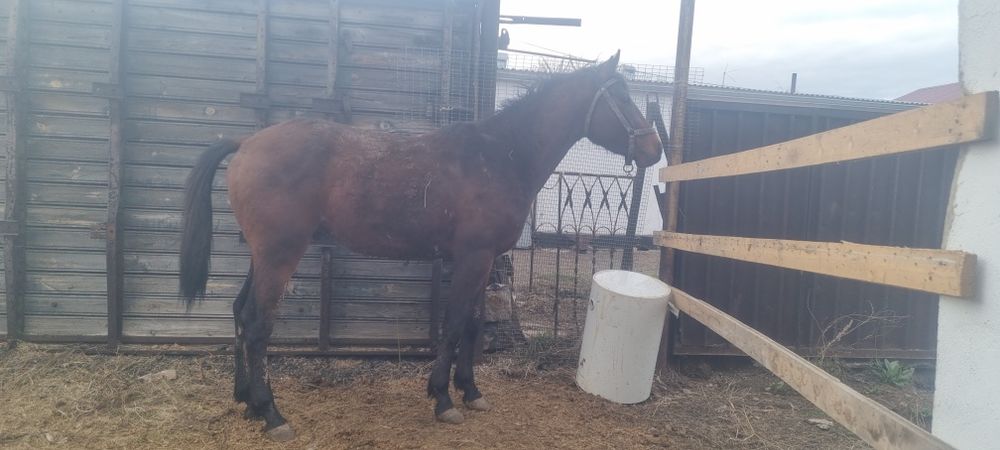 Продаётся лошадь