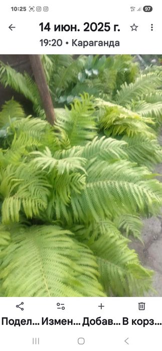 Цветы садовые многолетние