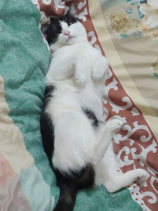 Кошечка в добрые руки