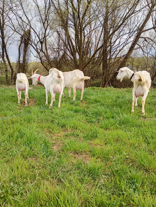 Capre Saanen pe lactatie