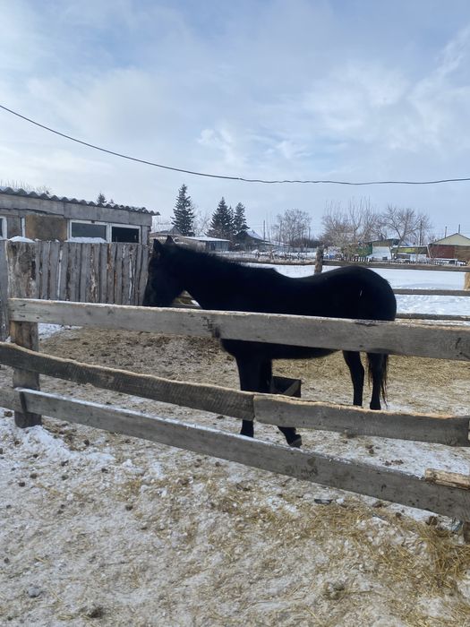 Продам кабылу 6 лет