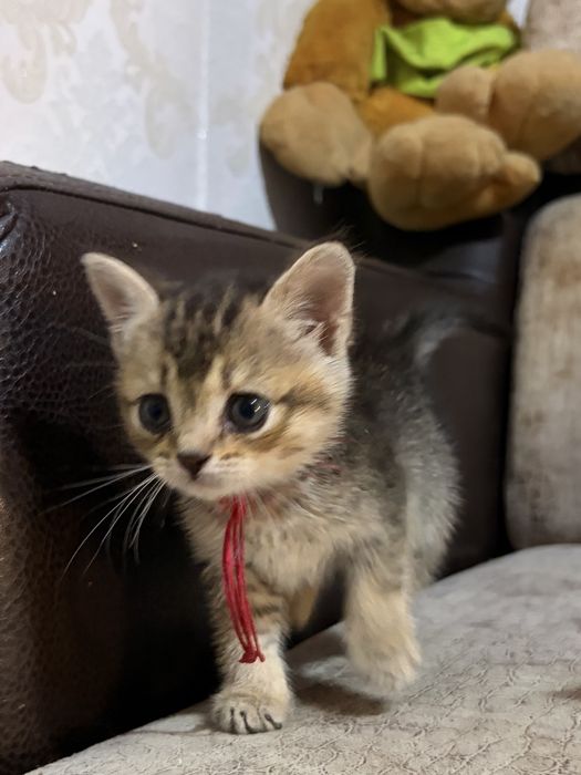 Шотладские кошки