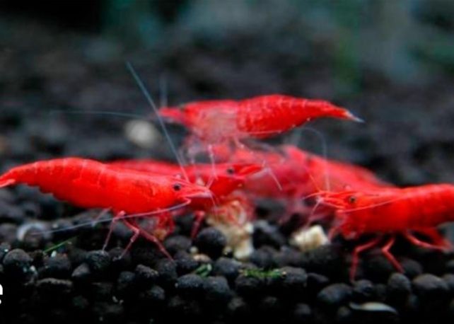 Krivetka Vishnya! rangi qizil