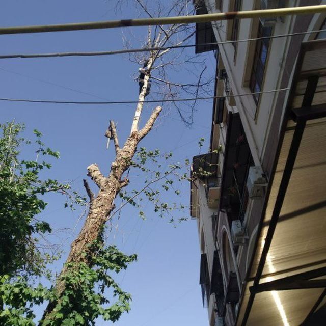 Daraxt kesish ,Обрезка деревя , дарахт кесиш хизмати . (Тошкент шахар)