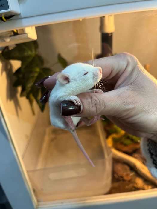 Декоративные крысята дамбо