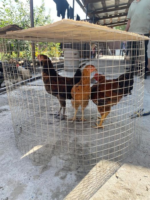 продам цыплят домашних