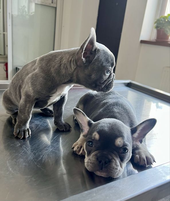 Bulldog Francez