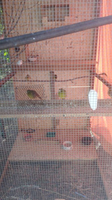 Продам канареек.