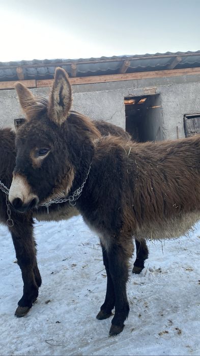 Vand doua magarite tinere