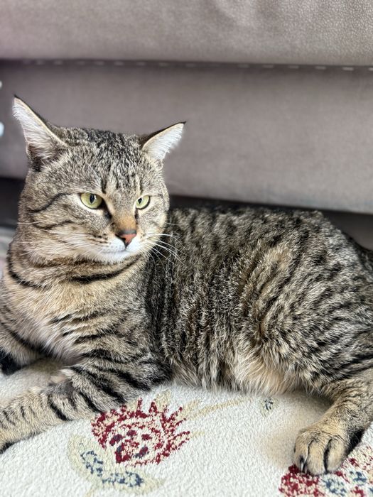 Найден упитанный кот