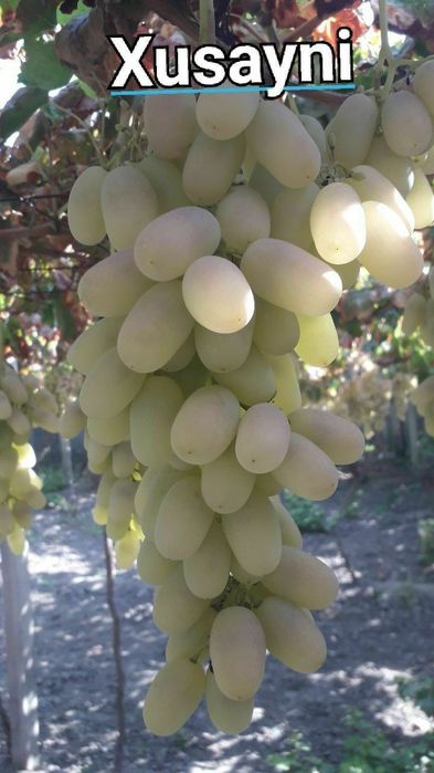 Shreder agro intinciv kuchatlar