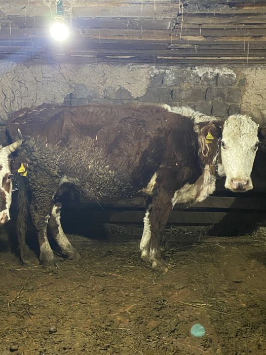 Сиыр сауынды, буаз сиыр