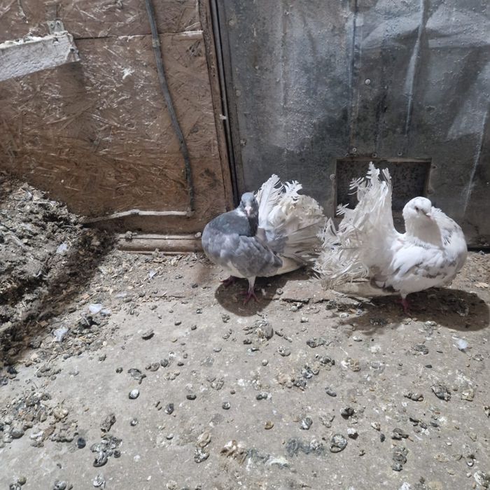 Павлины голуби домашние