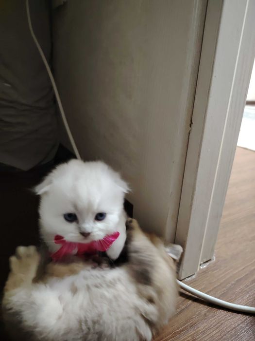 Котёнок, девочка фолд