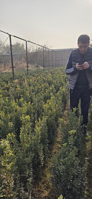 Shamshot,Skarvorkert archa Arizoniskikiparis,majvelnik. Tuya smarakta,