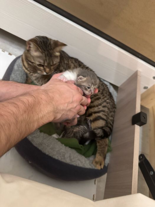 Бенгалские котики