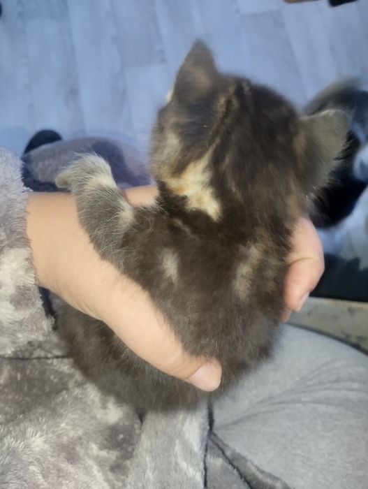 Продам майкунов котят