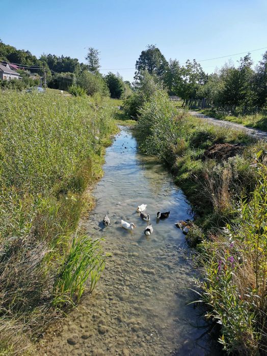 Vand teren intravilan cu casă – 7400 mp în Sasca Mare, Suceava