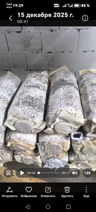 Продам грибные блоки вешенки.