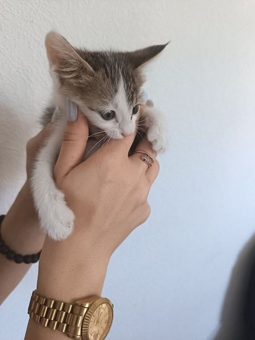 Отдам котёнка в хорошие руки