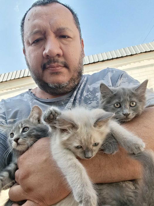 Котята 4 штуки продам