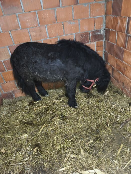 Vând un ponei armăsar