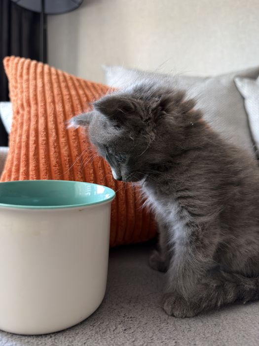 Котенок серый, девочка