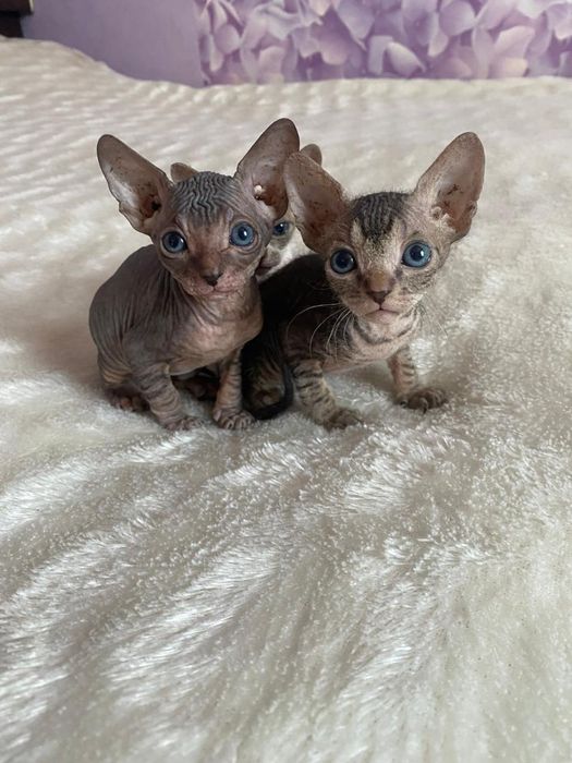 Канадский сфинкс велюр девочки Алматы
