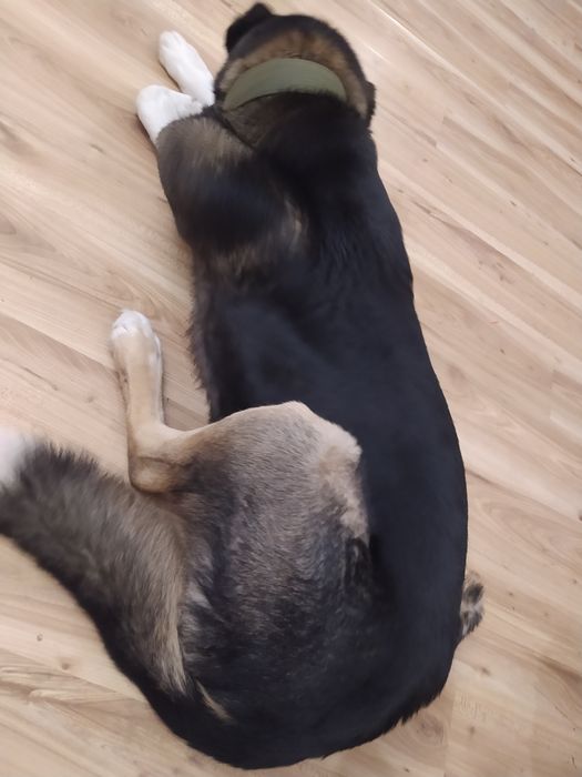 Вязка САО кобель