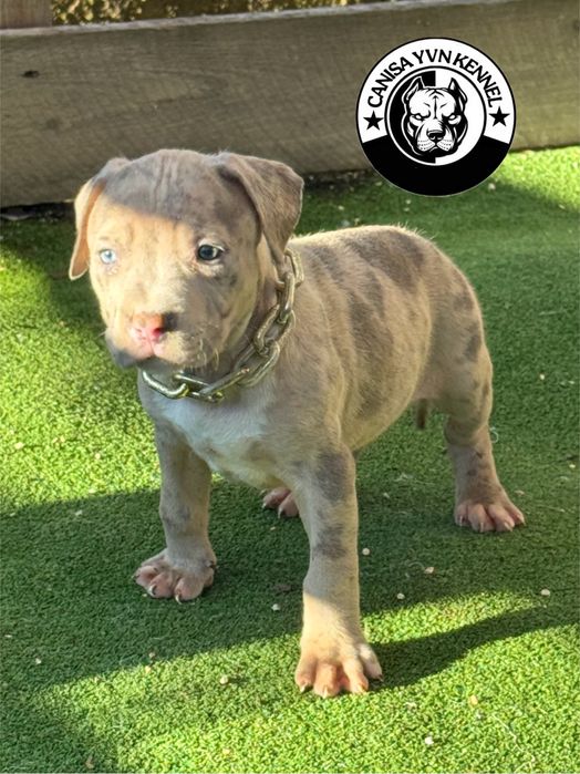 Femela amstaff blue merle