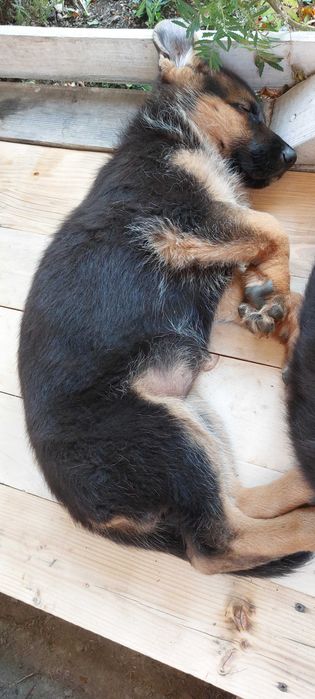 Fetiță de ciobănesc german cu pedigree de top
