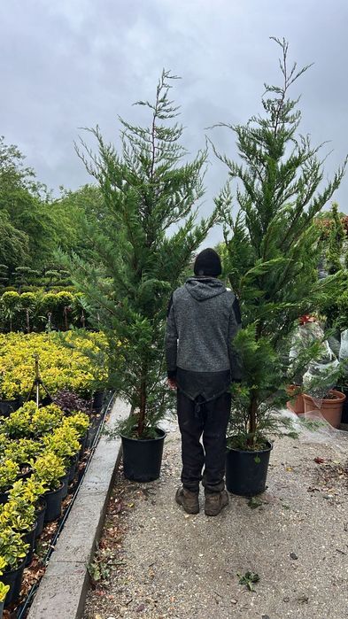 Pepinieră vând chiparos leylandii