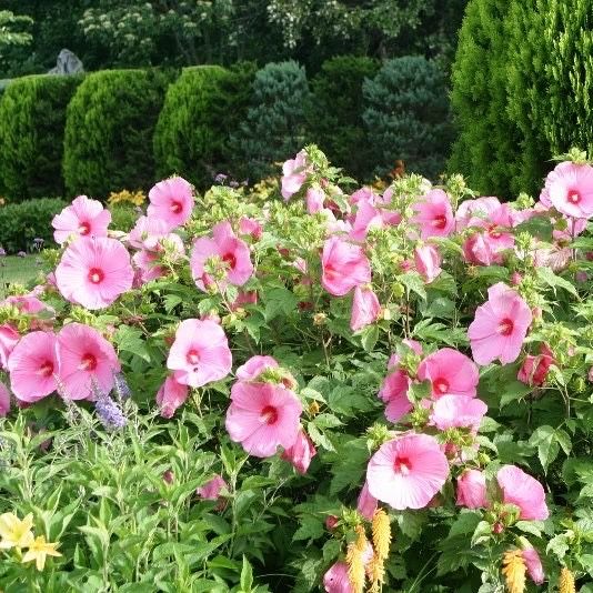 Цветы Садовые Огород