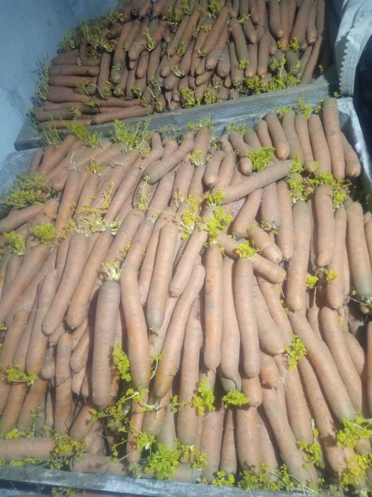 Vand morcovi, patrunjel si cartofi pt animale