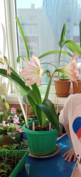 Продам цветы. Гипеаструмы