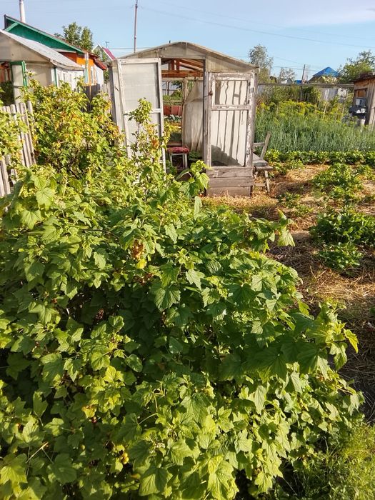 Продам дачу в Новопавловке