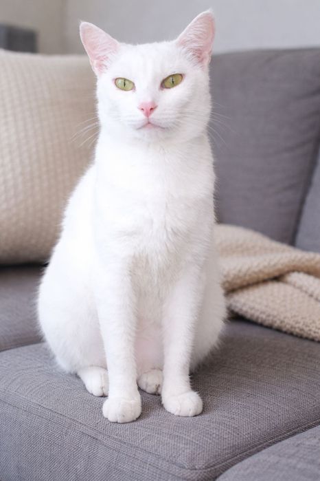 Шикарный белый кот