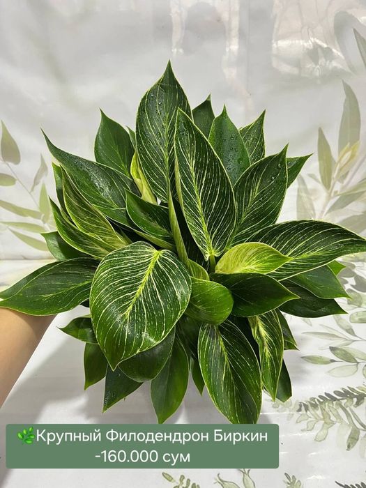 Аспарагус, Рускус, Эпипремнум, Биркин, Сансевиерия и др