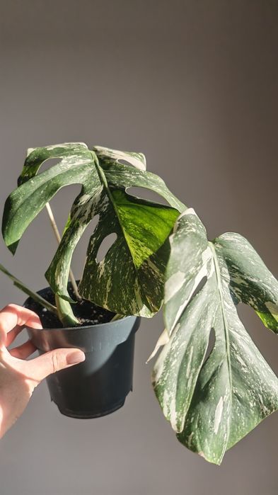 Монстер Альба и Тайское созвездие