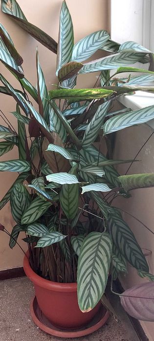 Planta care se roag -Calathea Sibiu  OLX.ro
