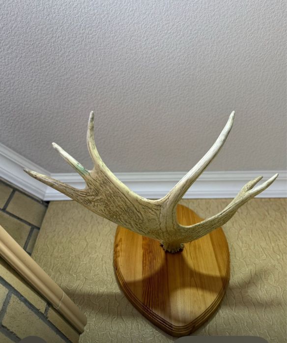 Оленьи рога для интерьра