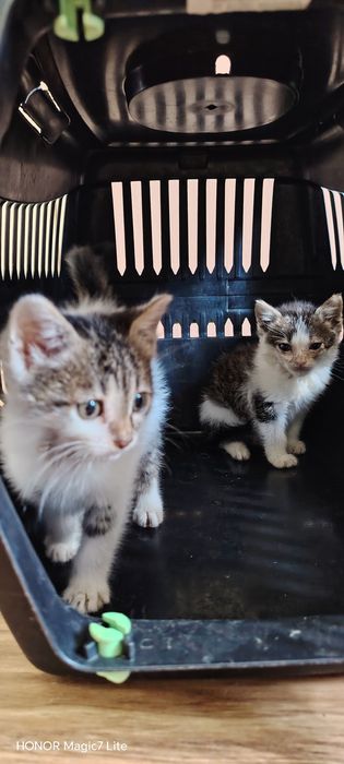 Подарявам котета 2бр.