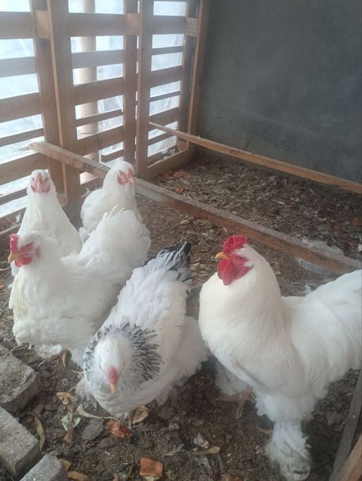 Birama tovuq xorozlari