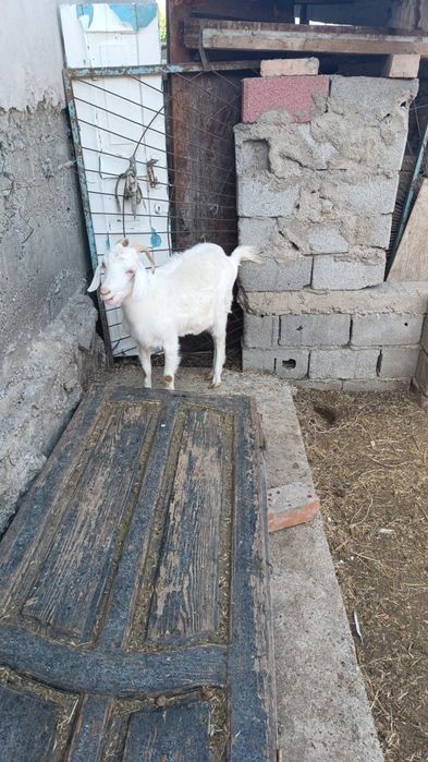 Ешкі 2 лағымен тез арада