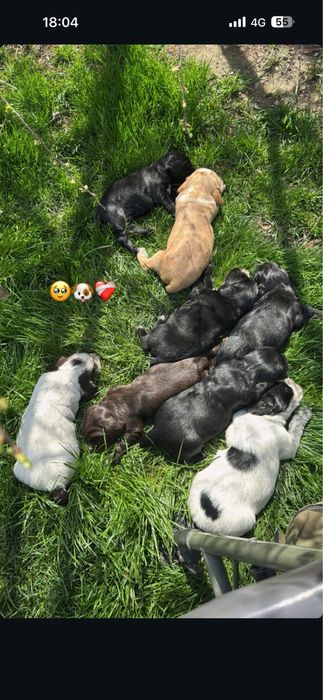 Продам Щенков Спаниеля Охотничьи