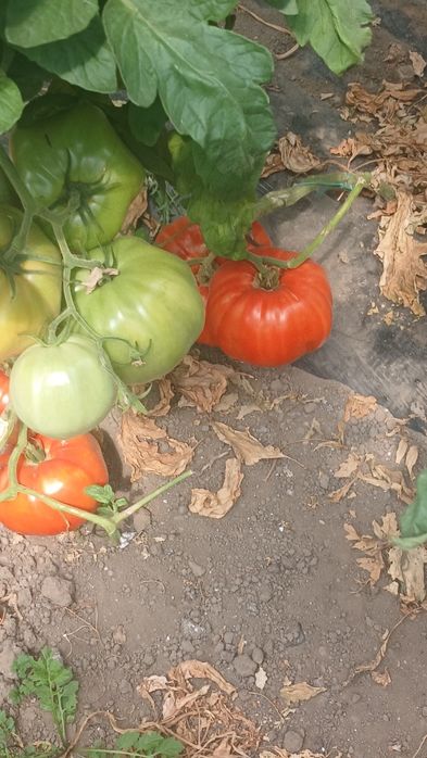 Roșii bio de solar