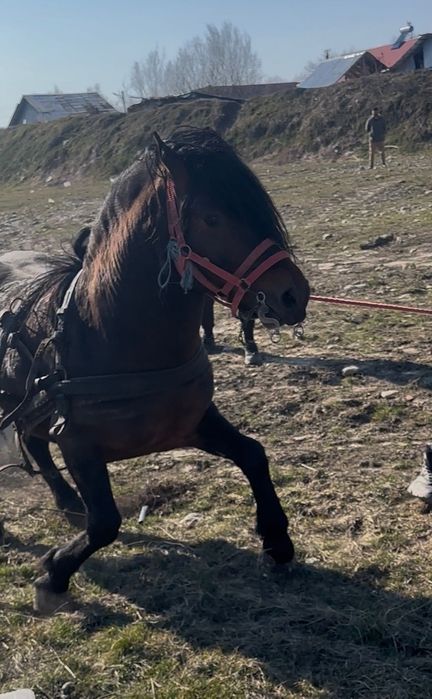 Armăsar de vânzare