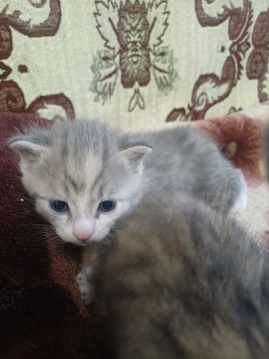 Котёнки азиатской табби,