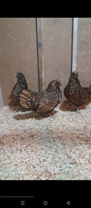 Себрайт лимон зотли товук тухумлари сотилади